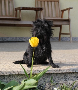 Wichtelchen Flora