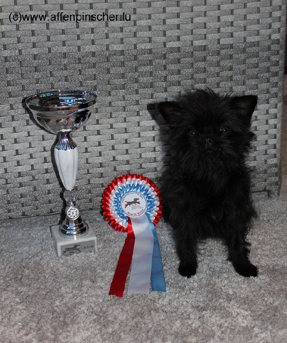 Wichtelchen - 92e International Dog Show Luxembourg
