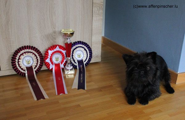 Exposition Canine Internationale Douai (F)