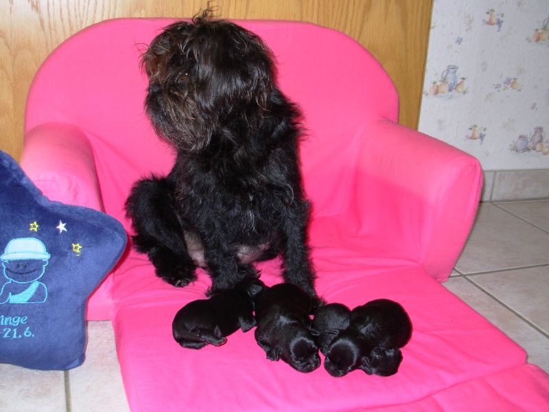 Wichtelchen - Affenpinscher - Portée née le 01/06/2008