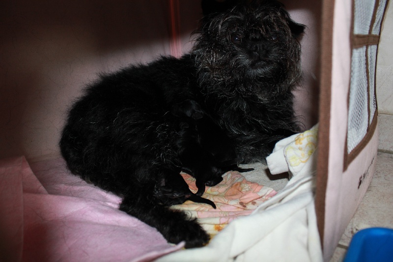 Wichtelchen - Affenpinscher - Portée née le 05/05/2012